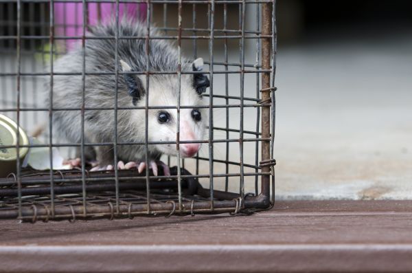 South Bend Wildlife Removal