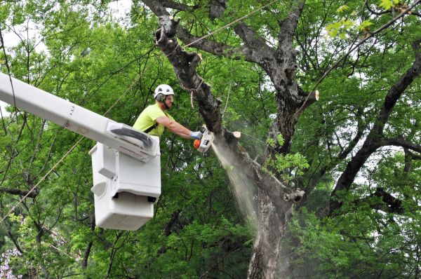 South Bend Tree Trimming